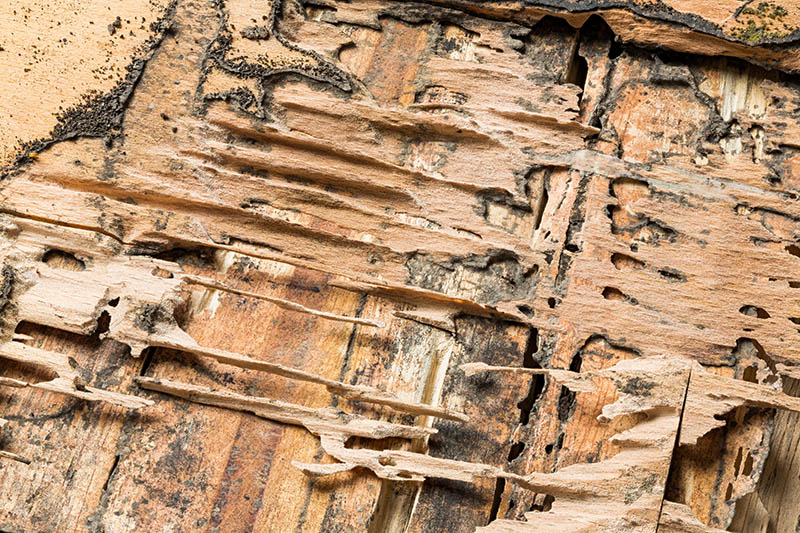 Termite damaged discovered while preforming home inspection services