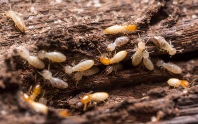 7 Tips to Prevent Wood-Destroying Insects in Your Home
